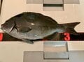 釣り竿「最初の1本」は磯竿に！  磯釣りタックル「有名メーカー入門モデル」がコスパ最強の理由！「冬の夜釣り」でのリアル検証レポートの画像004