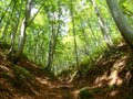 【親子旅】新潟と長野をつなぐ「塩の道」美しいブナ林で時の流れを感じたの画像009