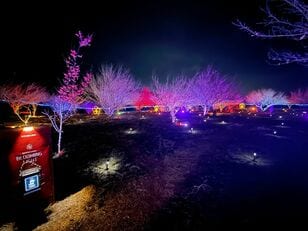 いよいよ見ごろ！ “春の目覚め”迎える「秋間梅林」での観梅体験！  2月28日から「食べ歩きチケット」販売開始＆幻想的「週末ナイトウォーク」も開催中【群馬県安中市】