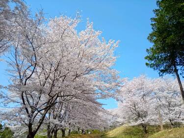 知る人ぞ知る「絶景のサクラ並木」総距離5km・1700本「虎山の千本桜