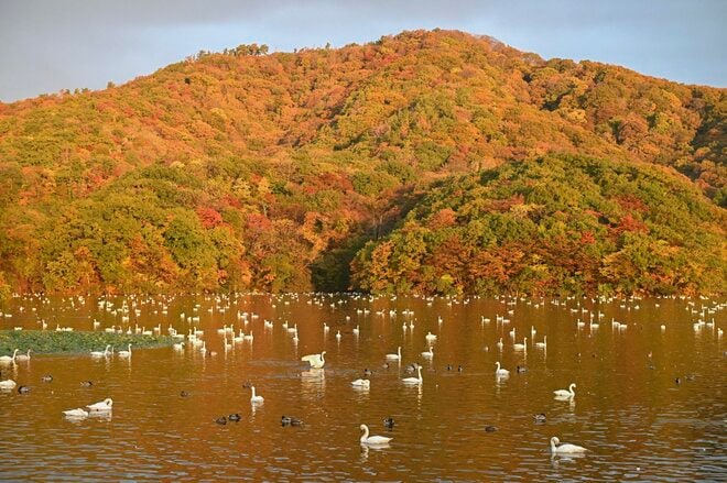 圧巻！ 城下町 鶴岡で色鮮やかに輝く里山をバックに4,000羽のハクチョウが空を舞う「地球温暖化で生まれた水鳥の楽園」を訪ねる 【山形県】2025年の画像003