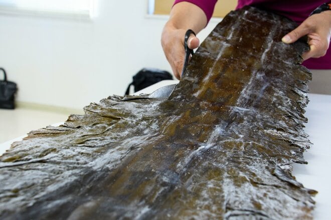 世界自然遺産「知床」でクジラやイルカに会える「ネイチャークルーズ」や「羅臼昆布」のヒレ刈り体験で海の恵みに感動しよう！ 【北海道・羅臼町】の画像010