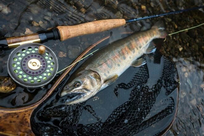 【渓流釣り】沈めて浮かせて……「そっぽを向かれても無視されても、夢中で誘い続けたフライフィッシング！」 神流川・群馬県上野村｜2026年の画像012