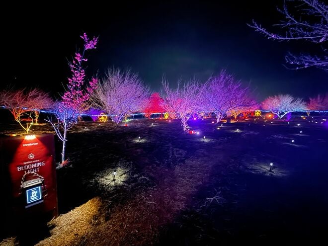 いよいよ見ごろ！ “春の目覚め”迎える「秋間梅林」での観梅体験！  2月28日から「食べ歩きチケット」販売開始＆幻想的「週末ナイトウォーク」も開催中【群馬県安中市】の画像