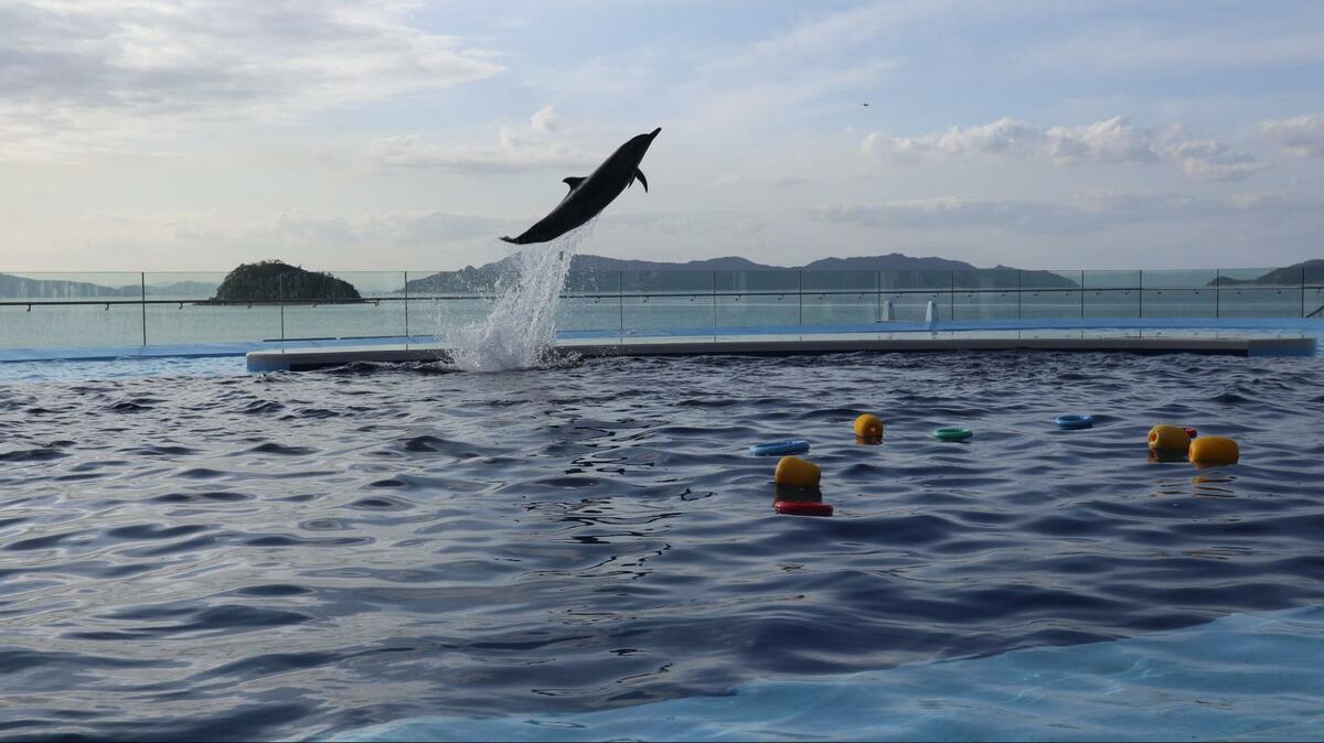 瀬戸内海 夕日 イルカ のインスタ映えスポット 年オープンの香川県 四国水族館 の圧倒的なビジュアル力 トラベル ニュース Bravo Mountain