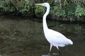 渓流釣り解禁直前！ 禁漁時期でも油断大敵！ 釣り人よりも魚獲り名人がいた「お見事！ シラサギ」【高尾山山麓を流れる案内川でヤマメを獲る瞬間を目撃】の画像002