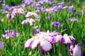 梅雨空の絶景！  東京23区に咲く花菖蒲の4名所「堀切菖蒲園」「水元公園」「小岩菖蒲園」「しょうぶ沼公園」で江戸の風流を感じる【東京都・葛飾区/江戸川区/足立区】の画像008