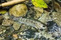【渓流釣り】 目に染みるような緑の渓で陽光に輝くアマゴに目を細め、うつろう季節を感じながら御嶽山の裾野でフライフィッシング！ 「上流より下流の方が好釣果」  長野県・木曽川漁協エリア 2024年の画像006