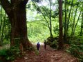 「緑の巨人」立山杉を訪ねて… 剱岳を見あげる中山を歩く＜富山県＞の画像003