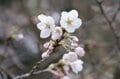 【狙い目はいつ？】人気お花見ハイキングスポット「高尾山」 桜の開花状況をレポートの画像007