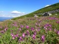 「北海道最長ルート」 大雪山・旭岳から十勝連峰・富良野岳までの縦走路の魅力！【踏破レポート】 北海道  2024年の画像018