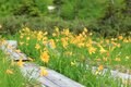 【花便り】高層湿原でお花見トレッキング！  木道ギリギリまで咲き誇るニッコウキスゲやコバイケイソウの中を歩こう！【長野県栂池自然園】の画像003