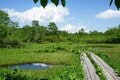 ゴンドラ・ロープウェイで一気に “花咲く湿原” へGO！ 夏の「栂池自然園」で避暑的ハイキング【2024年 長野県小谷村]の画像008