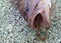 高級魚「ハタ」釣りの難解「ルアー選び」に！  とりあえずでもOKの「最強万能ワーム」初心者の無知・スキル不足も勝手にカバー＆“二刀流の特性” が魅力！