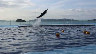 「瀬戸内海 × 夕日 × イルカ」のインスタ映えスポット！  2020年オープンの香川県「四国水族館」の圧倒的なビジュアル力