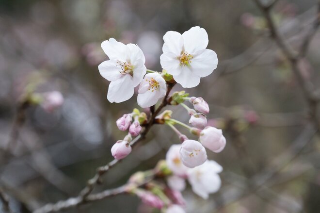 【狙い目はいつ？】人気お花見ハイキングスポット「高尾山」 桜の開花状況をレポートの画像007