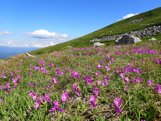 「北海道最長ルート」 大雪山・旭岳から十勝連峰・富良野岳までの縦走路の魅力！【踏破レポート】 北海道  2024年の画像018