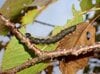 「葉のない秋の桜には虫が100匹いる」 桜の葉を食べる幼虫の正体とは？【あなたのすぐそばにいる「季節の虫」の探し方 vol.10】