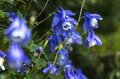 【日本百名山】日本のエーデルワイス！ 雲海の上で輝くハヤチネウスユキソウ「花づくし！ みちのくの名峰・早池峰山」岩手県／2022年の画像006