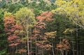 【紅葉狙いで登るなら今週末が狙い目？】「北八ヶ岳＆双子池」紅葉状況最新レポート＜2023年10月上旬＞の画像004