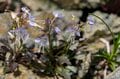 【最新】白馬の山並みを映す水面！「高山植物の花々と景色を愛でながら、梅雨明け宣言の八方池へ」 2024年7月・長野県の画像003