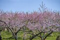 【ゴールデンウィーク・お花見】まさに桃源郷！ ピンクに染まる桃畑と北信五岳の絶景が広がる「丹霞郷」が見頃  2022年の画像008