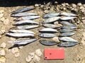 釣り初心者でもOK！ エサいらずのサビキ釣り『ジグサビキ』でアジ、ヒラメ、サバが入れ食い【衝撃ルポ】の画像004