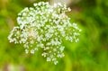 槍ヶ岳はすでに秋本番！「槍沢ルート」の状況と“咲き誇る秋の花“【北アルプスニュース】の画像009