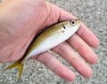 親子で手軽に釣りができる「東京湾」防波堤でターゲットにしたい魚3選！  数釣りもOK＆夏の定番から、意外な「憧れの釣魚」までの画像002