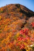 【日本百名山】「この時期だけの絶景！」雪化粧した“越後駒ヶ岳”と素晴らしい紅葉のコントラスト＆圧巻の“枝折峠”の滝雲《新潟県》2023年の画像002