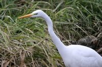 渓流釣り解禁直前！ 禁漁時期でも油断大敵！ 釣り人よりも魚獲り名人がいた「お見事！ シラサギ」【高尾山山麓を流れる案内川でヤマメを獲る瞬間を目撃】