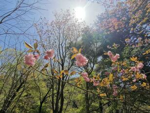 まだ咲いている！  ソメイヨシノ「じゃない桜」駅近の穴場・花見スポット「亦楽山荘」【兵庫県・武田尾ハイキングレポート】