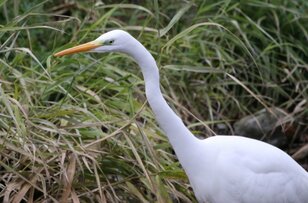 渓流釣り解禁直前！ 禁漁時期でも油断大敵！ 釣り人よりも魚獲り名人がいた「お見事！ シラサギ」【高尾山山麓を流れる案内川でヤマメを獲る瞬間を目撃】