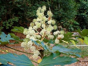 「花火のような花」を咲かせる植物は冬に生きる虫たちの楽園？【あなたのすぐそばにいる「季節の虫」の探し方 vol.14】