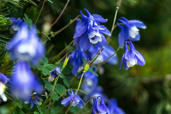【日本百名山】日本のエーデルワイス！ 雲海の上で輝くハヤチネウスユキソウ「花づくし！ みちのくの名峰・早池峰山」岩手県／2022年の画像006