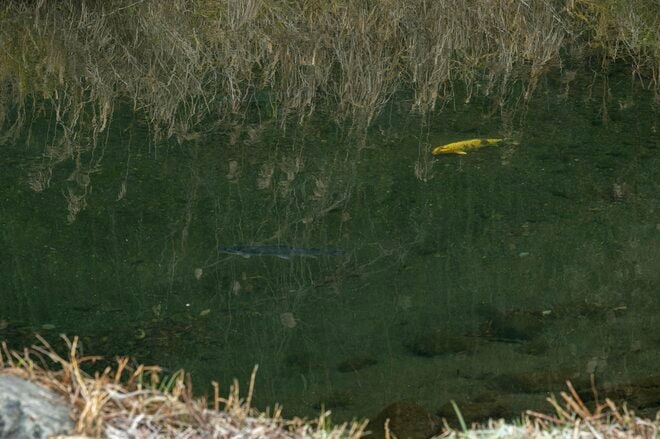 【渓流釣り】難しいほどに夢中になる釣り人の性！  流れに見え隠れする魚体、疑り深いニジマスをどうにか釣りたい一心で2週連続の長距離移動「鮎沢川冬季キャッチ&リリース」 静岡県｜2025年の画像004