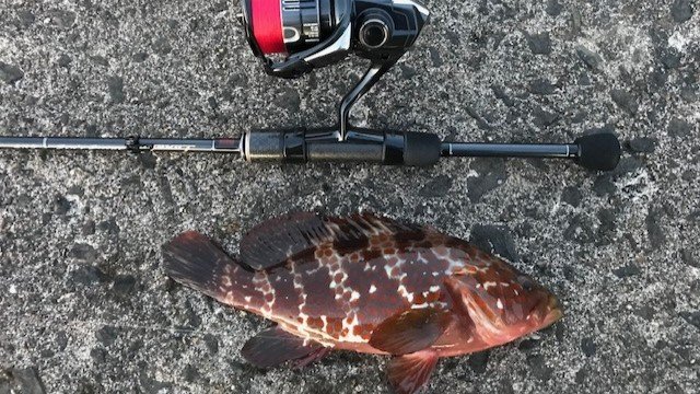 【アジング】初心者が持て余す「群れの回遊待ち」時間には「足元の根魚」狙いがおすすめ！  意外と楽しめる堤防際「ライトロック」の画像004