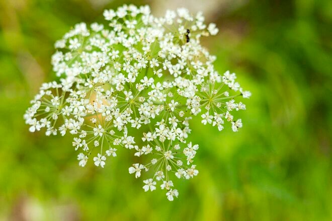 槍ヶ岳はすでに秋本番！「槍沢ルート」の状況と“咲き誇る秋の花“【北アルプスニュース】の画像009