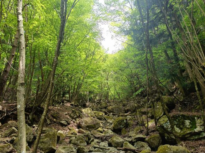富士山と西湖を静かに堪能できる穴場コース！ 「西湖いやしの里 根場」から御坂山地「鬼ヶ岳・雪頭ヶ岳」周回ハイキング！  下山後は観光＆温泉でスッキリの画像005