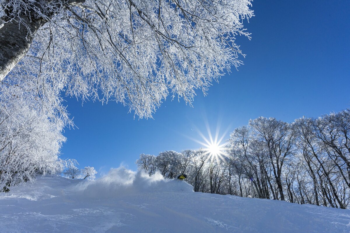 ブナの森に咲く雪の花 が美しすぎるとsnsで話題 標高差7ｍを最新型ゴンドラで 霧氷の世界 へ 信州 野沢温泉スキー場 21 初冬 スキー スノーボード レポート Bravo Mountain