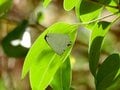 「冬のチョウは分厚い緑の葉の裏にいる」虫たちの厳しくもたくましい越冬【あなたのすぐそばにいる「季節の虫」の探し方 vol.1】の画像005