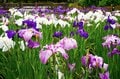 梅雨空の絶景！  東京23区に咲く花菖蒲の4名所「堀切菖蒲園」「水元公園」「小岩菖蒲園」「しょうぶ沼公園」で江戸の風流を感じる【東京都・葛飾区/江戸川区/足立区】の画像016
