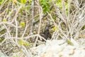 ライチョウ観察は登山道沿いがベスト！ 白馬乗鞍岳・小蓮華山のライチョウ調査へ＜長野県＞の画像006