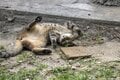「さくらねこ」を知っていますか？　3月22日は「さくらねこの日」です【琉球島猫百景 vol.07】の画像009