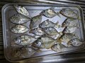 食べたらウマい「外道魚」3選！ 「主役レベル」の絶品「南蛮漬け＆塩焼き＆唐揚げ」レポ！  食卓でできる「水産資源」活用の画像001