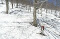 【山スキー】残雪に覆われたブナの森が芽吹きだす 「信越トレイルの名峰、鍋倉山の春を滑る」 長野県飯山市・関田山脈 2025年の画像005