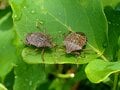 「カメムシが多い年は大雪が降る」説は本当なのか？の画像006