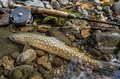 【渓流釣り】まるで宝石のように美しい渓流魚！  北の大地でオショロコマに出会う  北海道・2024年の画像004