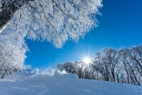 「ブナの森に咲く雪の花」が美しすぎるとSNSで話題！  標高差789ｍを最新型ゴンドラで「霧氷の世界」へ！  信州・野沢温泉スキー場【2021・初冬】