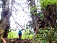 「緑の巨人」立山杉を訪ねて… 剱岳を見あげる中山を歩く＜富山県＞